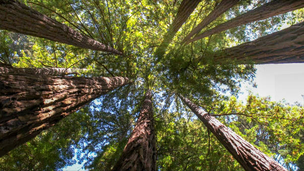 The Steps Involved in Our Tree Care Process in Riner, VA